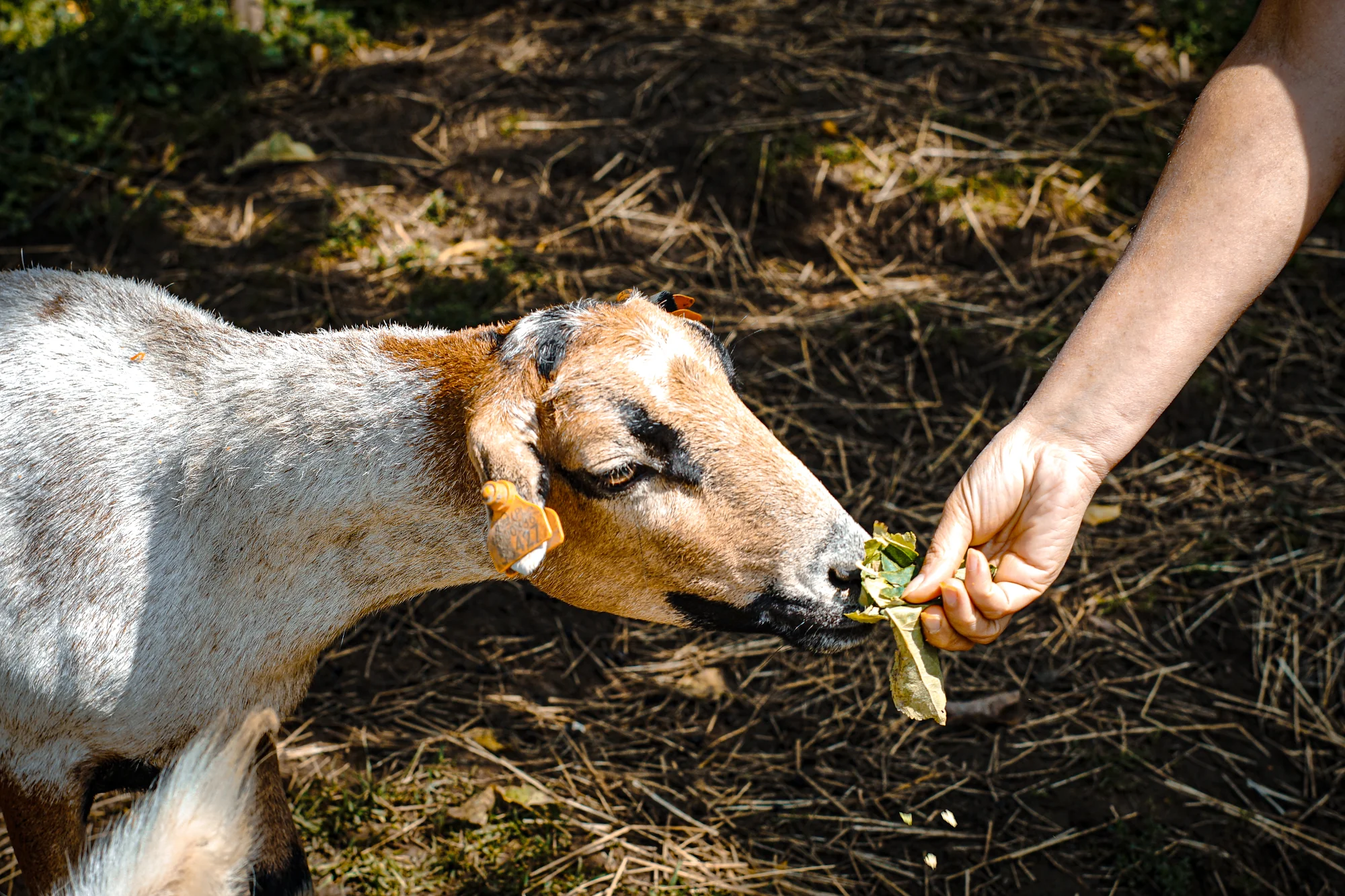 Procházky s alpakami nebo krmení zvířátek - Obrázek 4