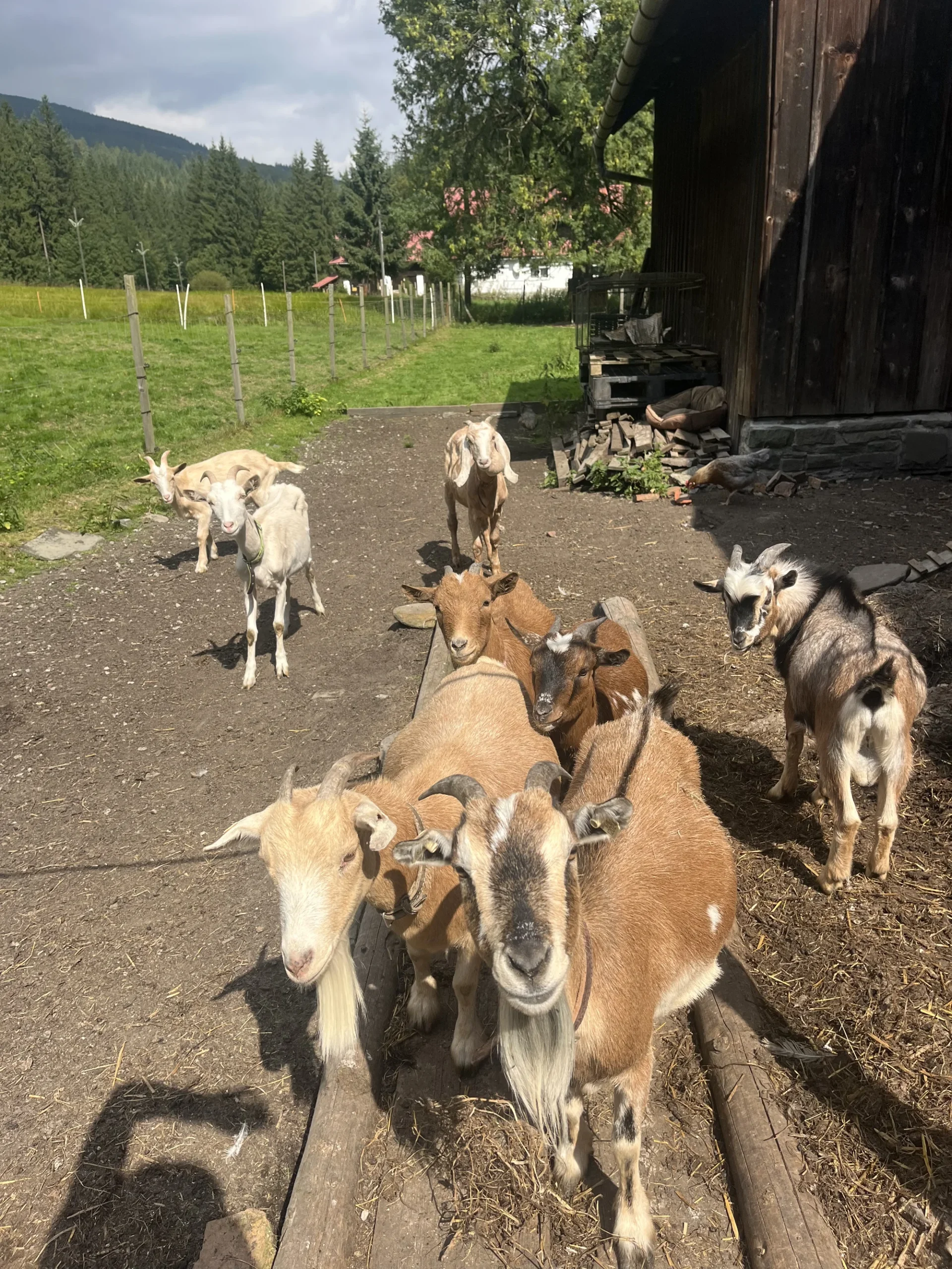 Farmářem na zkoušku či terapie kozami pro dva i rodinu - Obrázek 7
