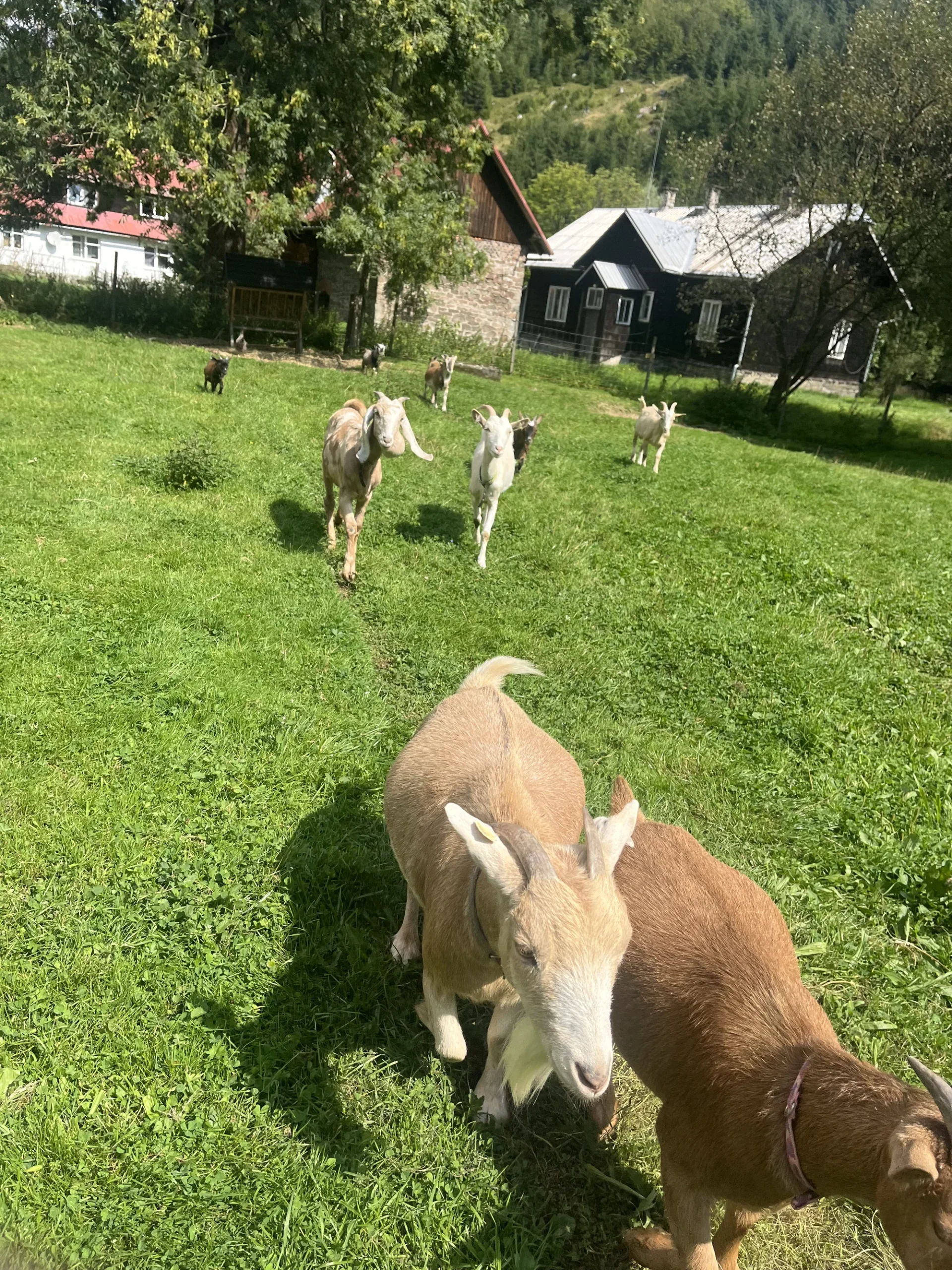 Farmářem na zkoušku či terapie kozami pro dva i rodinu - Obrázek 9