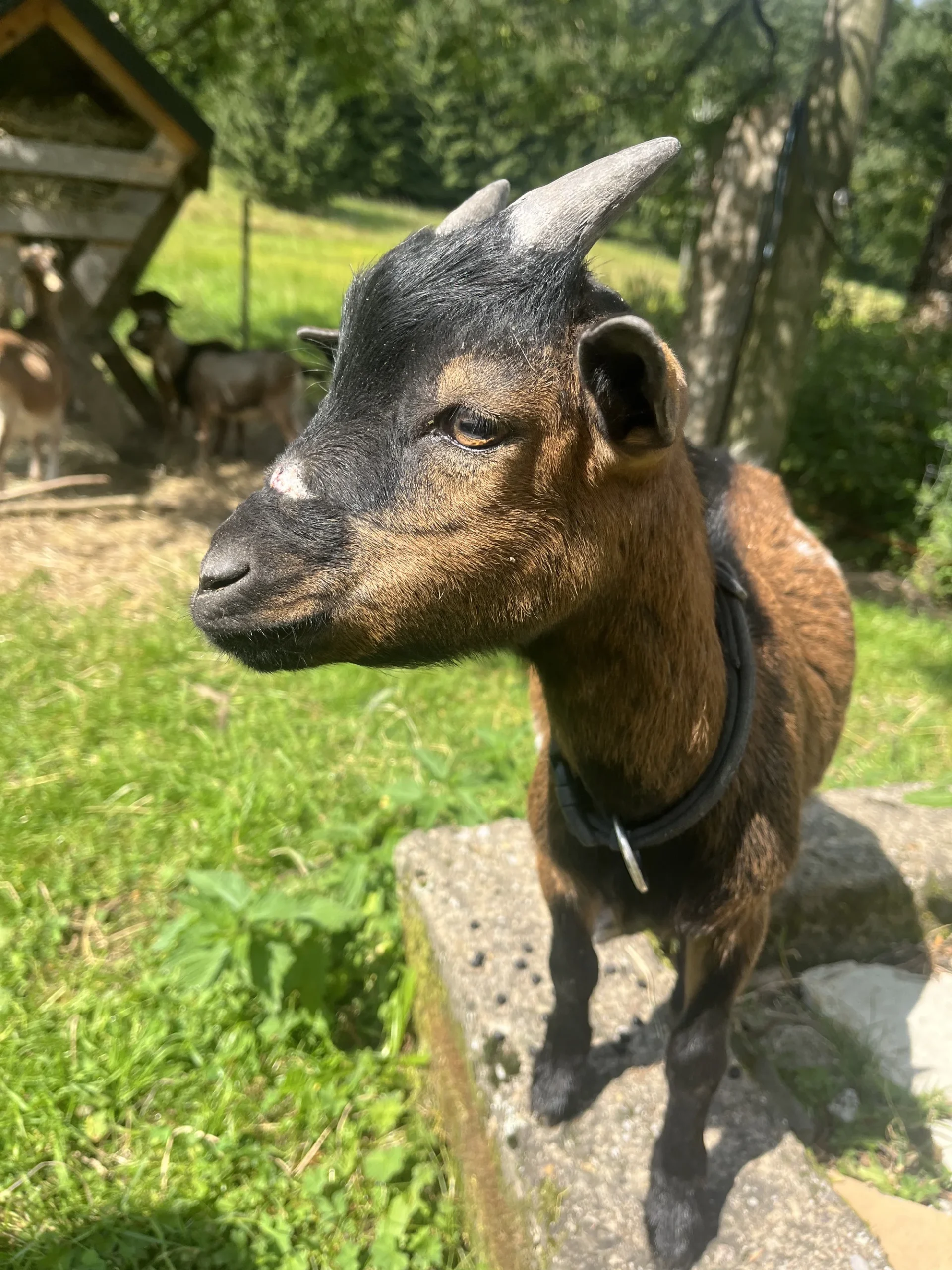 Farmářem na zkoušku či terapie kozami pro dva i rodinu - Obrázek 4