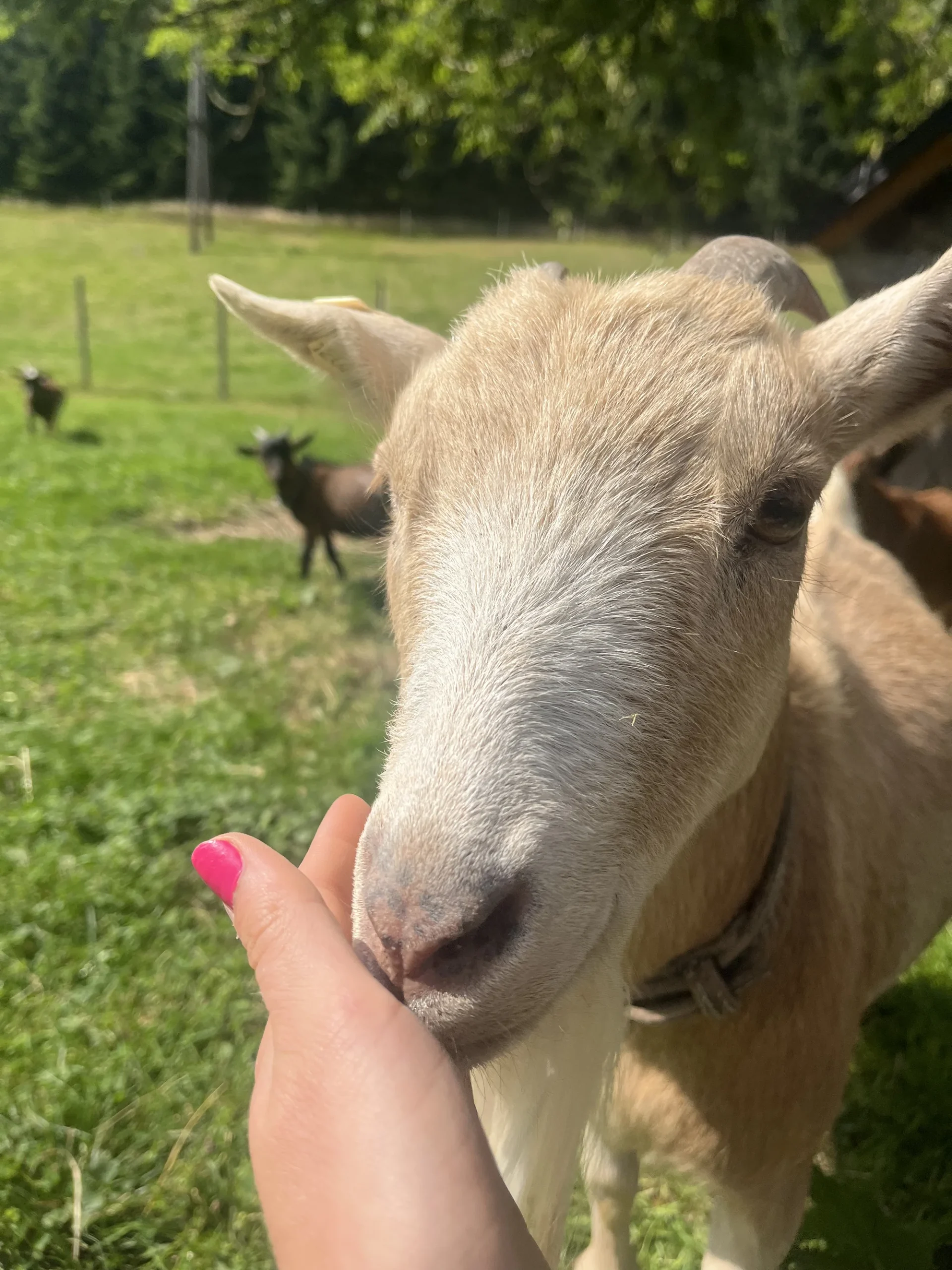 Farmářem na zkoušku či terapie kozami pro dva i rodinu - Obrázek 11