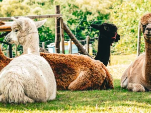 Procházky s alpakami nebo krmení zvířátek