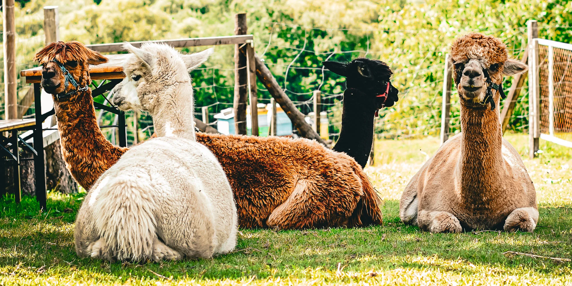 Procházky s alpakami nebo krmení zvířátek