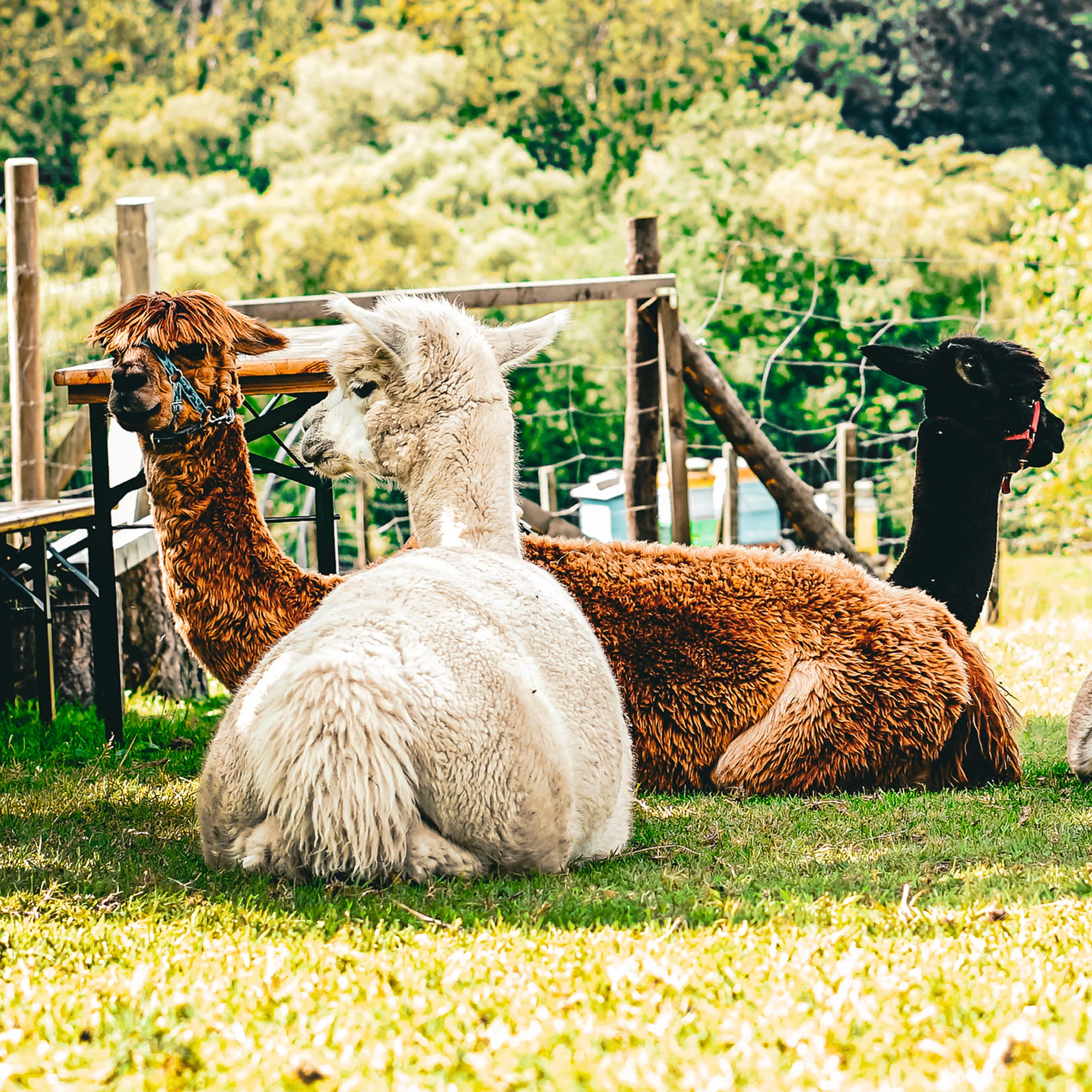 Procházky s alpakami nebo krmení zvířátek - Obrázek 2