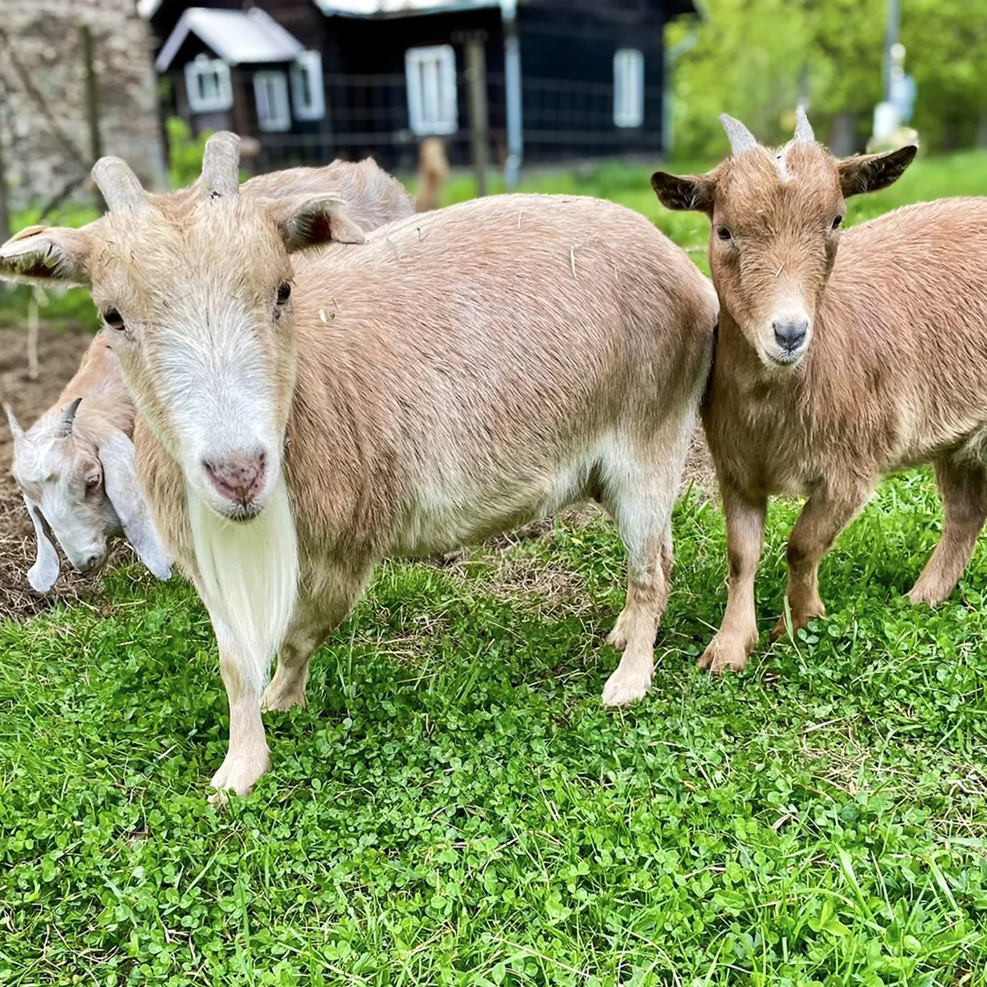 Farmářem na zkoušku či terapie kozami pro dva i rodinu - Obrázek 2