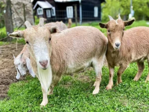 Farmářem na zkoušku či terapie kozami pro dva i rodinu