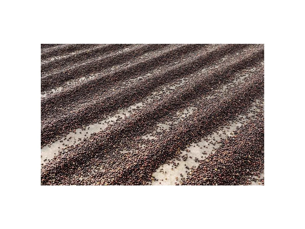 Cascara: čaj z kávových třešní, 150–500 g - Obrázek 8