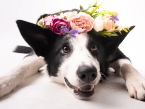 Focení pejsků: ateliér i exteriér, 5 upravených fotek