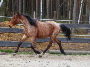 Den na ranči pro 1–⁠⁠⁠⁠⁠⁠4 osoby, vč. projížďky na koni