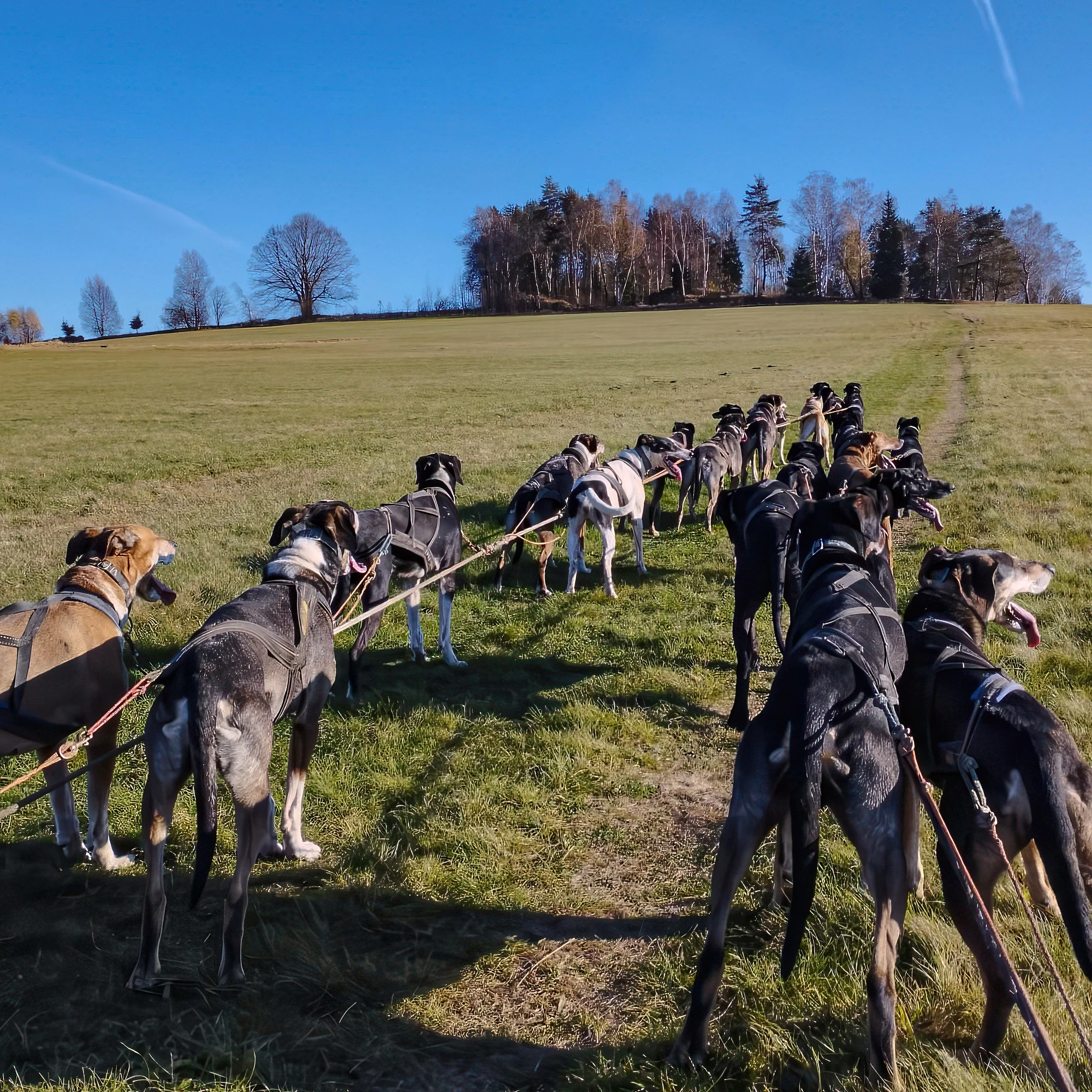 Až 4hod. zážitek na Vysočině se psím spřežením - Obrázek 2