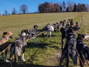 Až 4hod. zážitek na Vysočině se psím spřežením