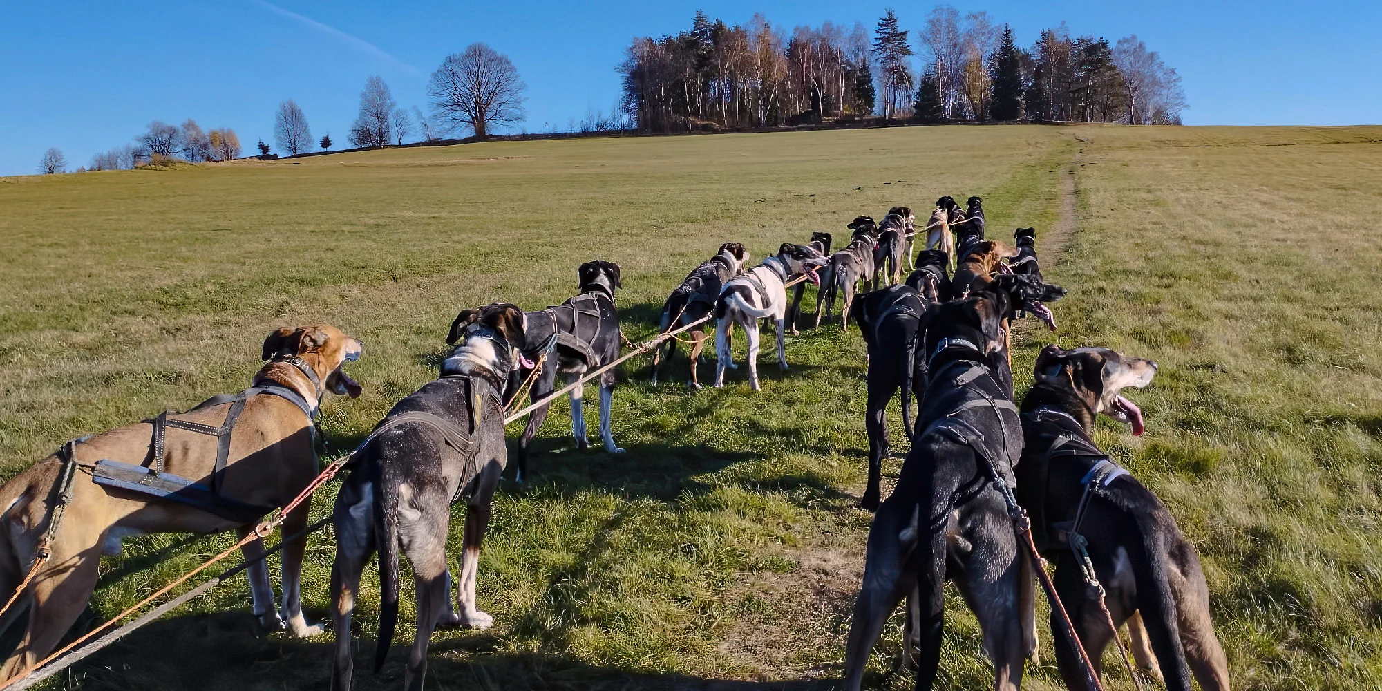 Až 4hod. zážitek na Vysočině se psím spřežením