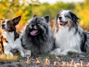 Exteriérové focení psů a koní v Praze a okolí