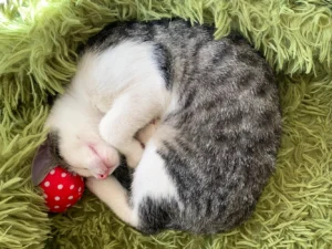 Káva s dezertem nebo koktejl v kočičí kavárně