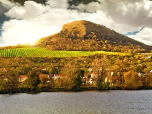 Prohlídka vinohradu, vinařství a řízená degustace