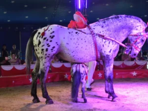 Show Cirkusu Šimek: vstupenky pro děti i dospělé