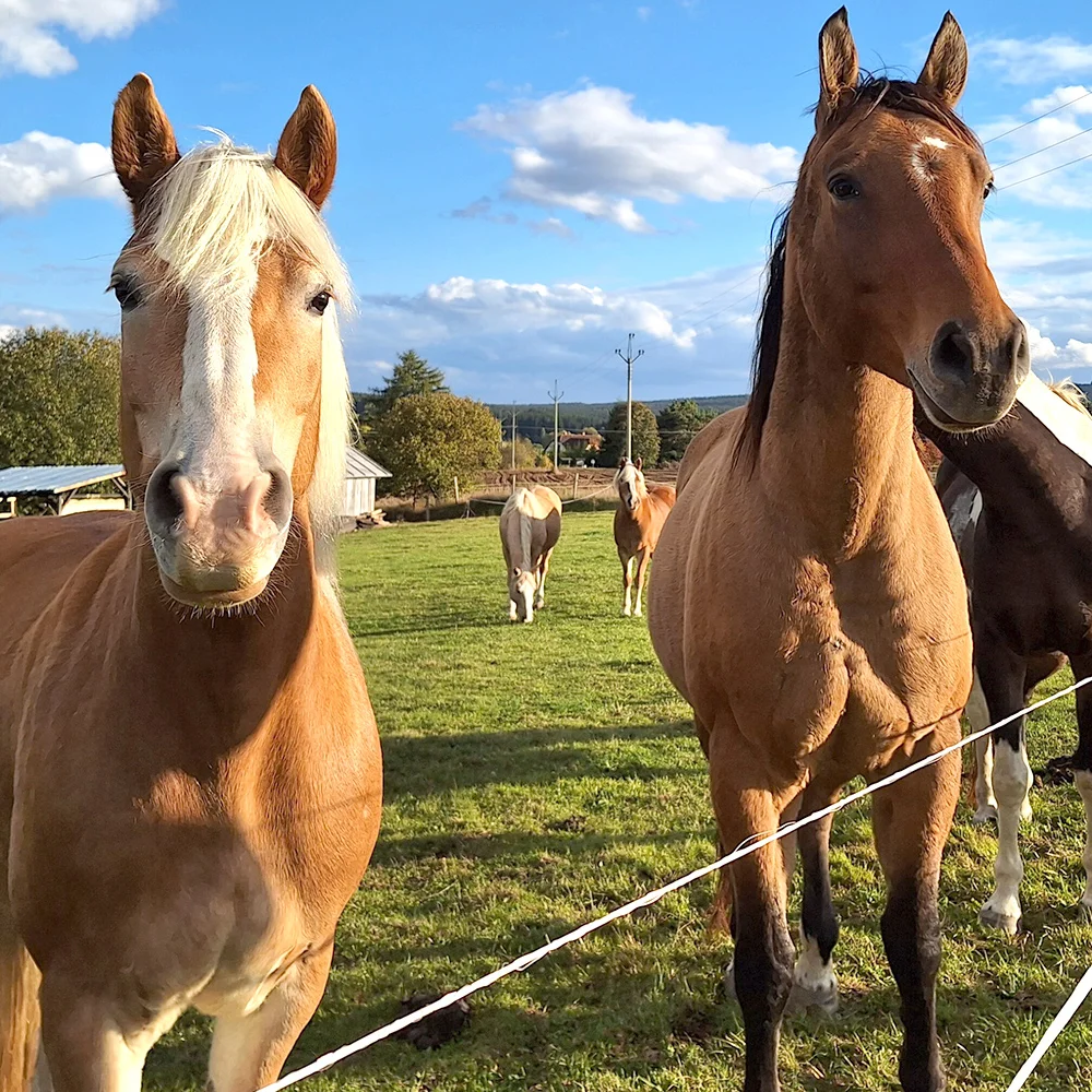 2 hodiny farmářem: péče o koně a další zvířátka - Obrázek 2