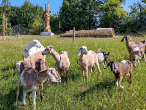 Exkurze na farmě a ochutnávka sýrů pro 2 až 10 osob