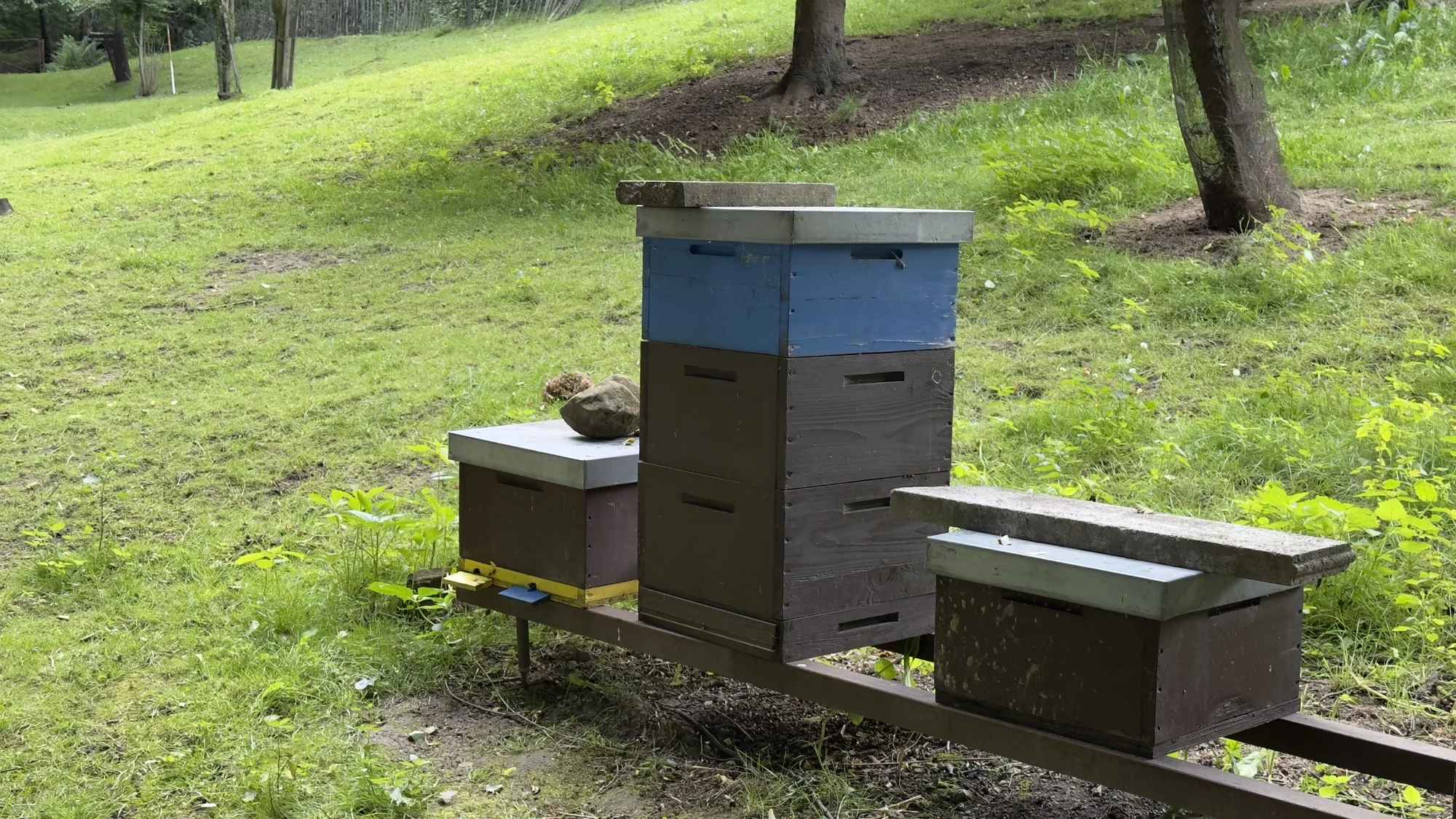 Včelařem na zkoušku: 60 minut i s ochutnávkou medu - Obrázek 6