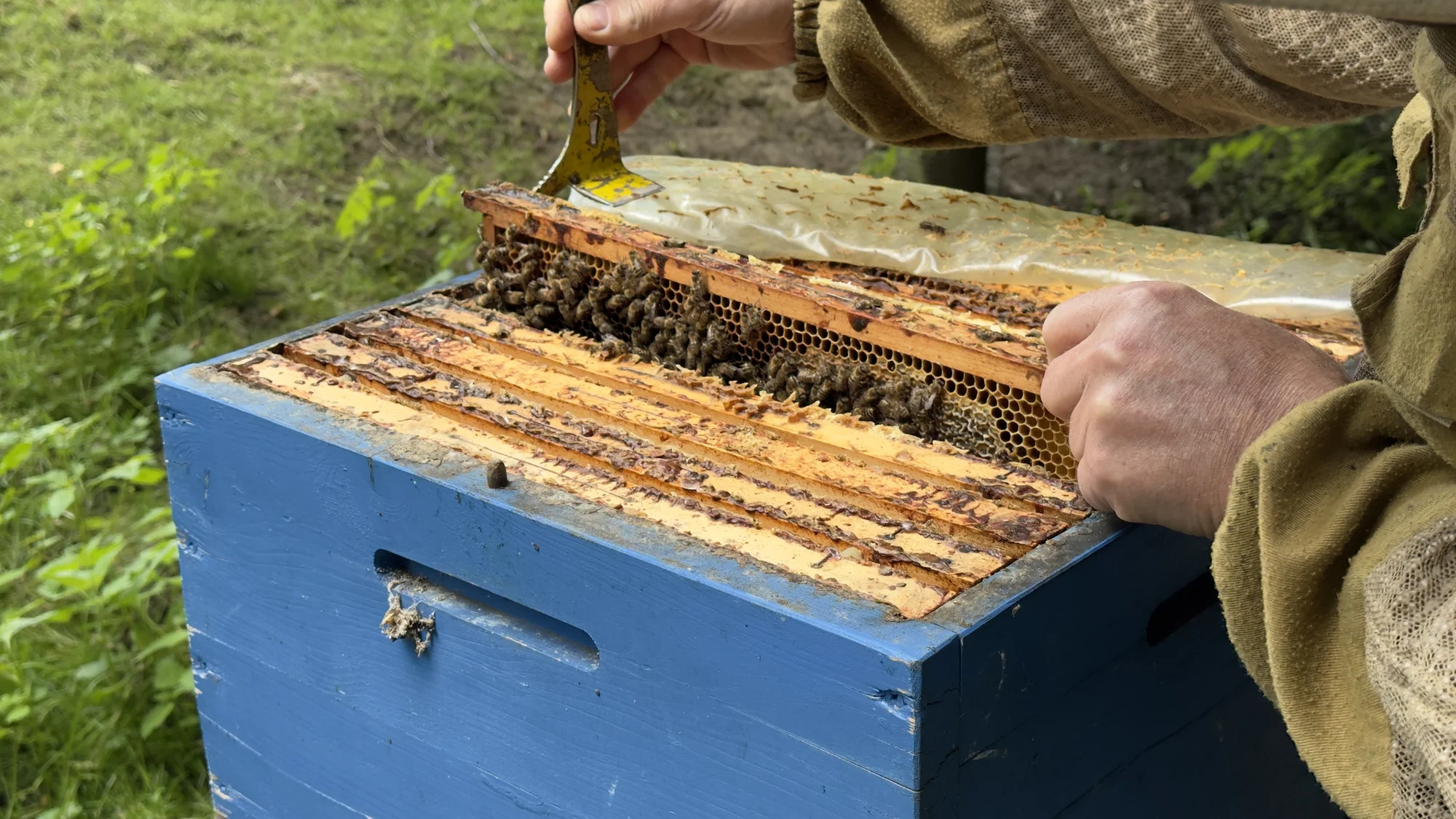 Včelařem na zkoušku: 60 minut i s ochutnávkou medu - Obrázek 7