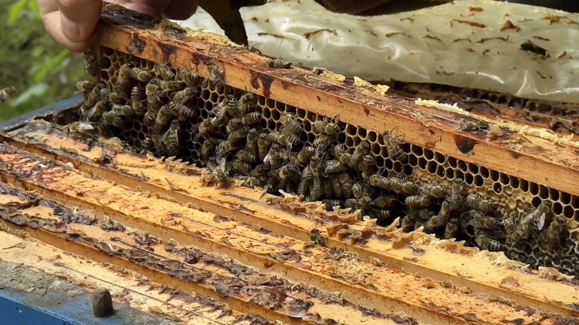 Včelařem na zkoušku: 60 minut i s ochutnávkou medu - Obrázek 8
