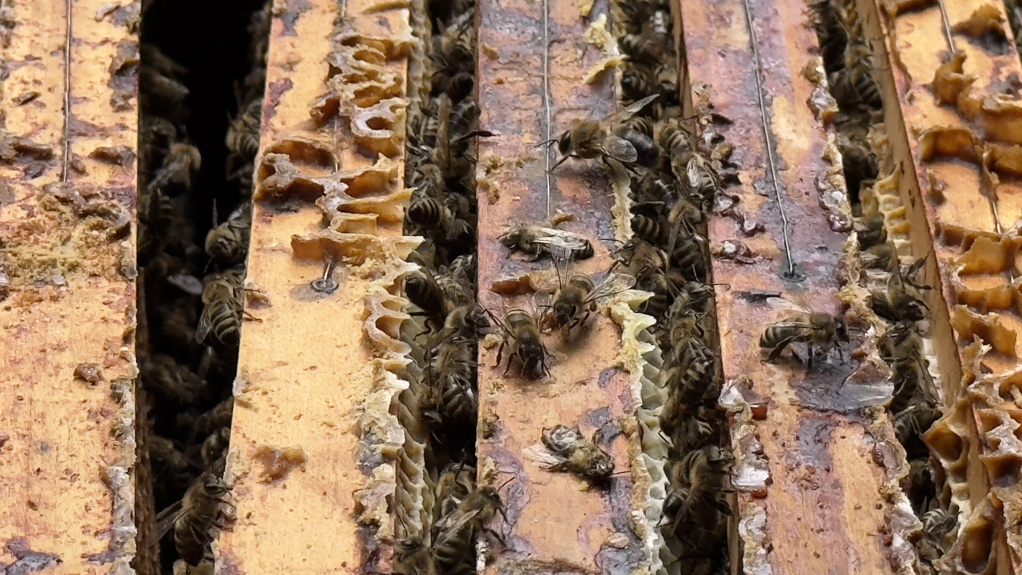 Včelařem na zkoušku: 60 minut i s ochutnávkou medu - Obrázek 10