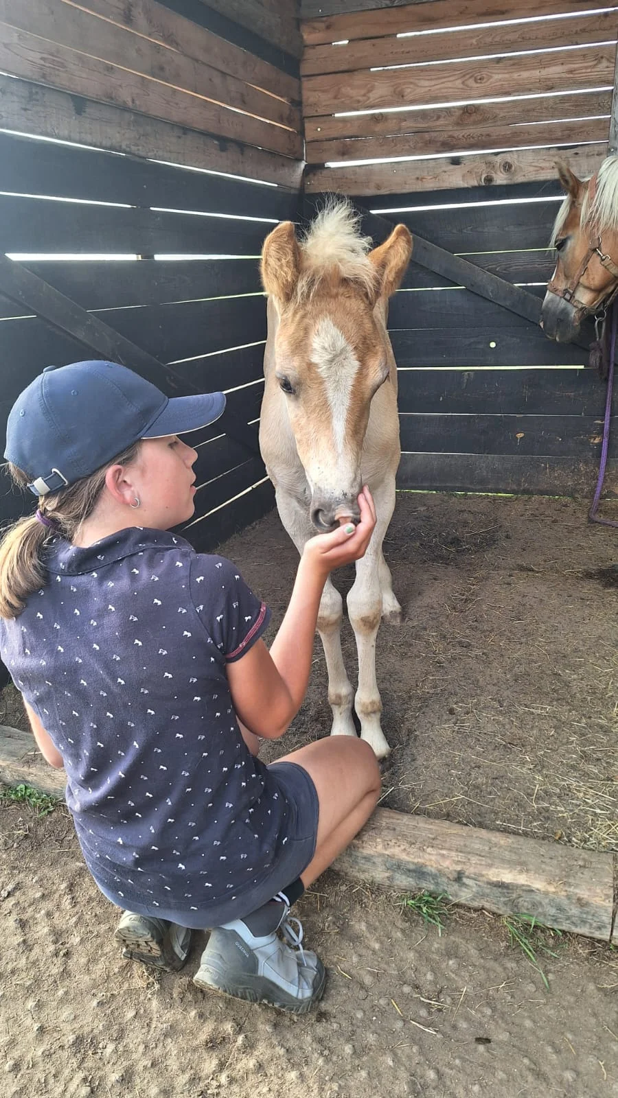2 hodiny farmářem: péče o koně a další zvířátka - Obrázek 3