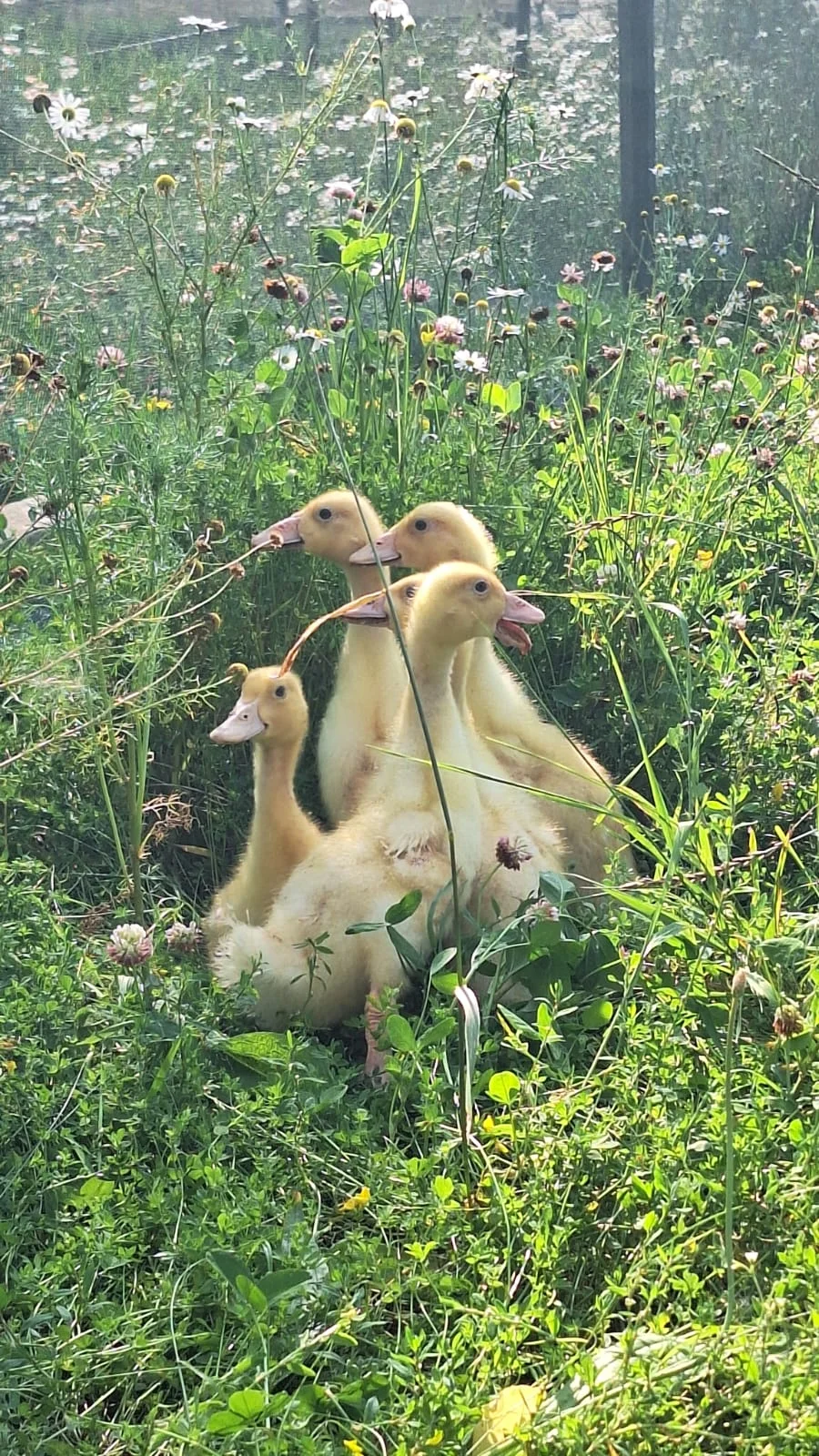 2 hodiny farmářem: péče o koně a další zvířátka - Obrázek 6