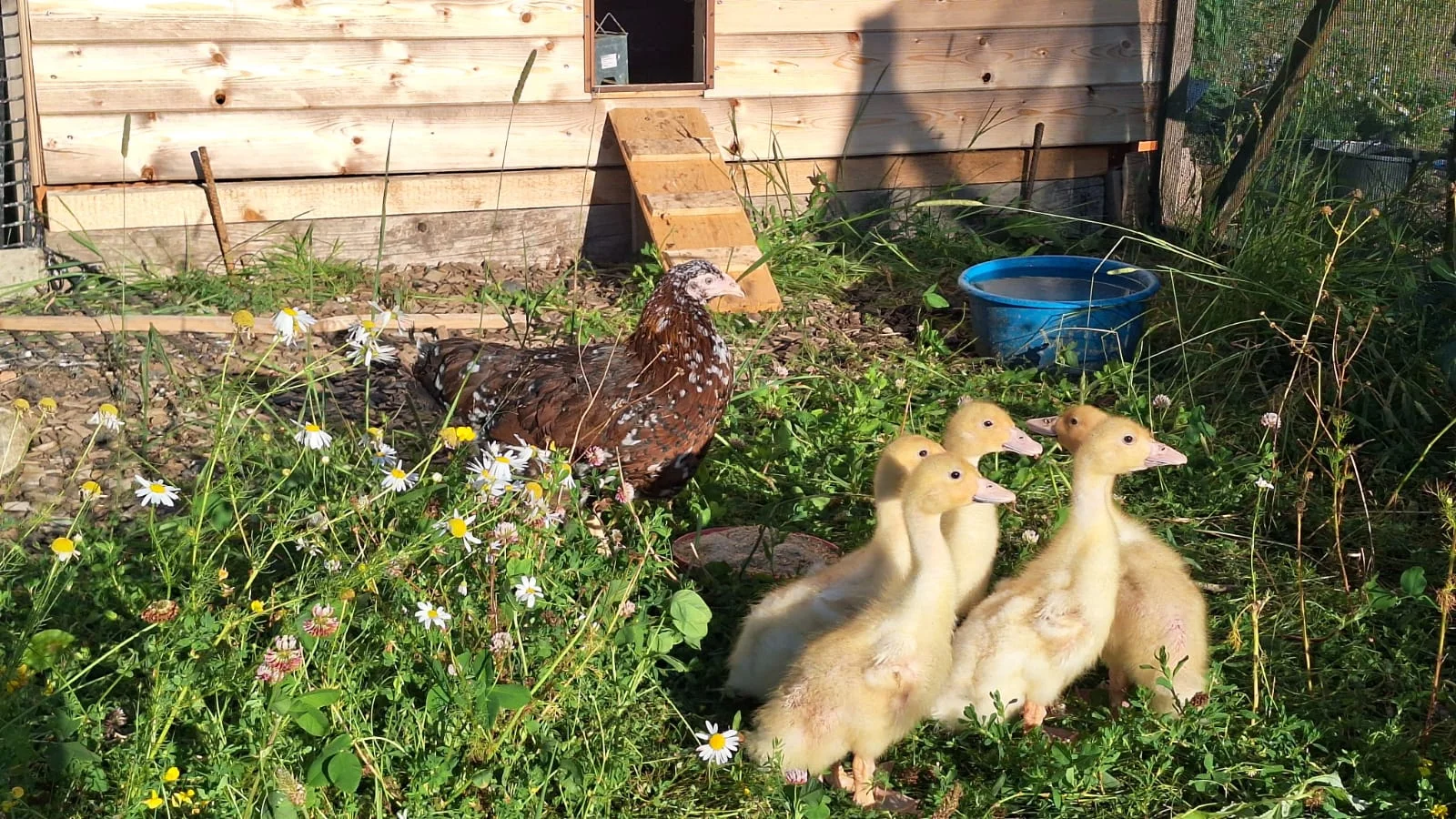 2 hodiny farmářem: péče o koně a další zvířátka - Obrázek 8