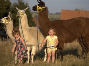 Lamatreking včetně krmení a prohlídky farmy