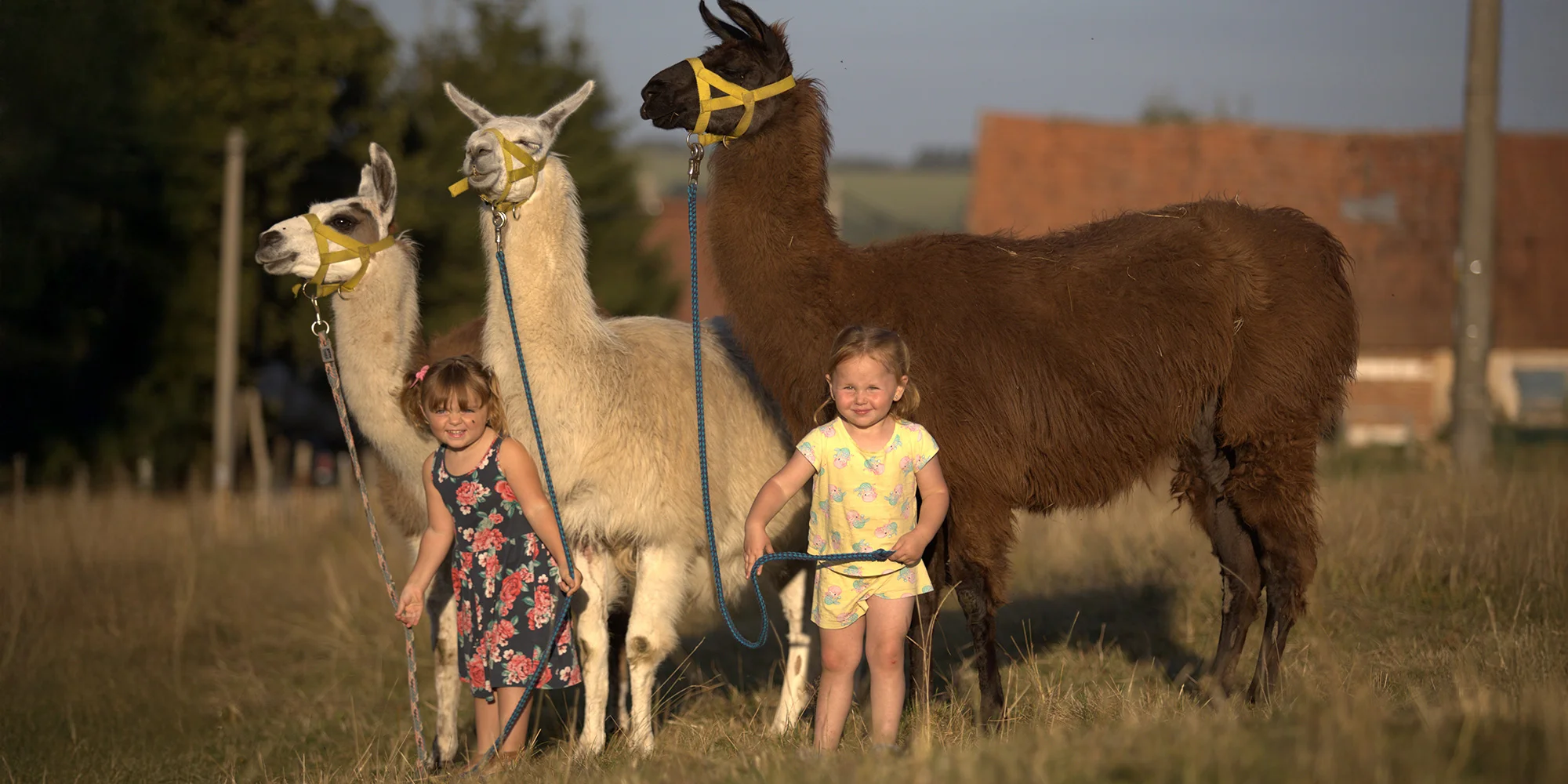 Lamatreking včetně krmení a prohlídky farmy
