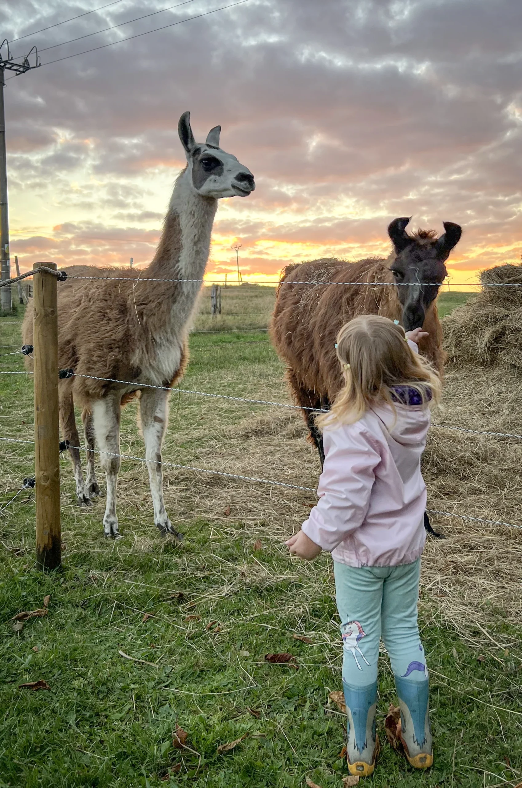Lamatreking včetně krmení a prohlídky farmy - Obrázek 5