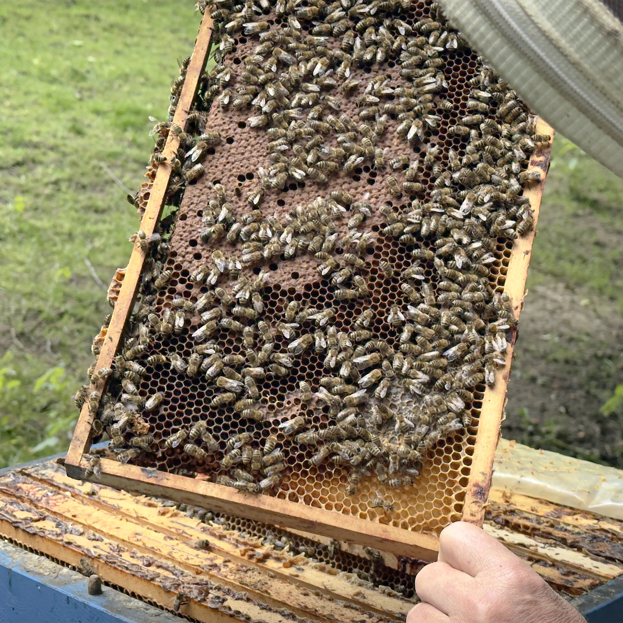 Včelařem na zkoušku: 60 minut i s ochutnávkou medu - Obrázek 2