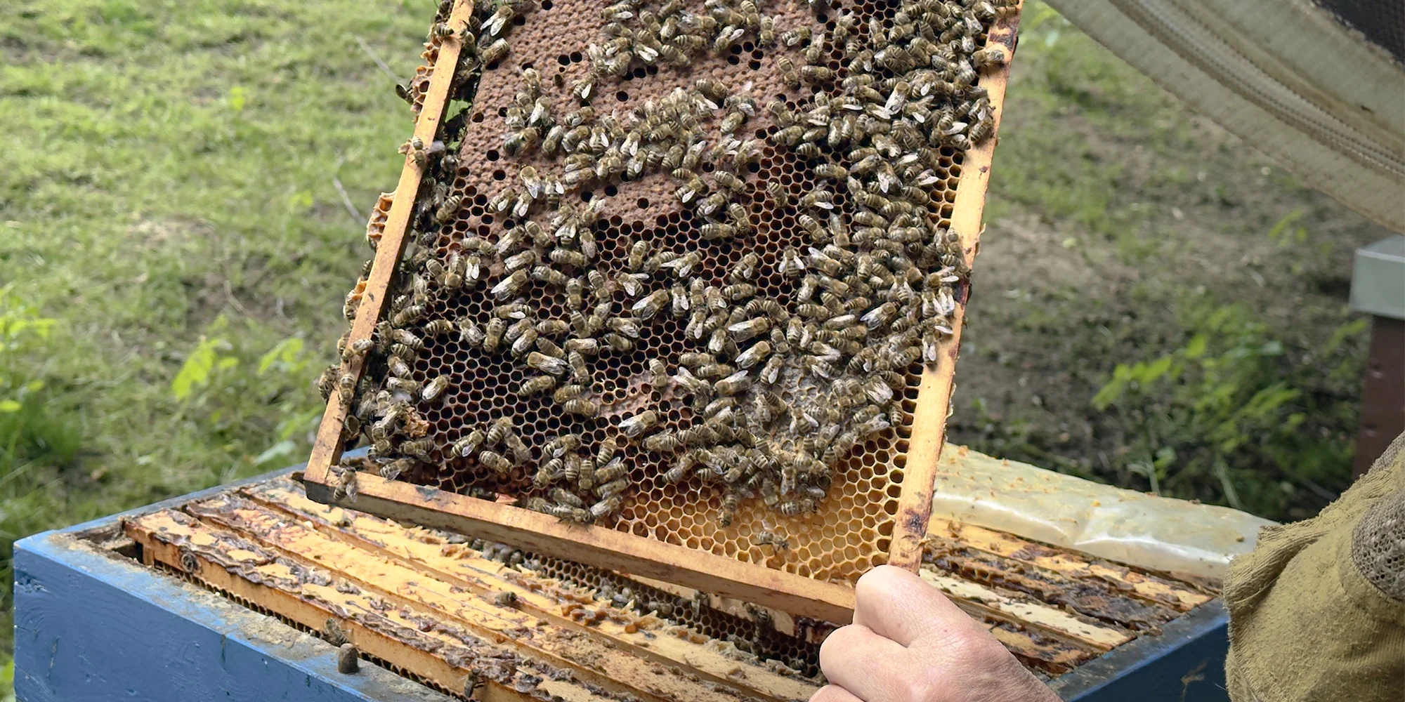 Včelařem na zkoušku: 60 minut i s ochutnávkou medu