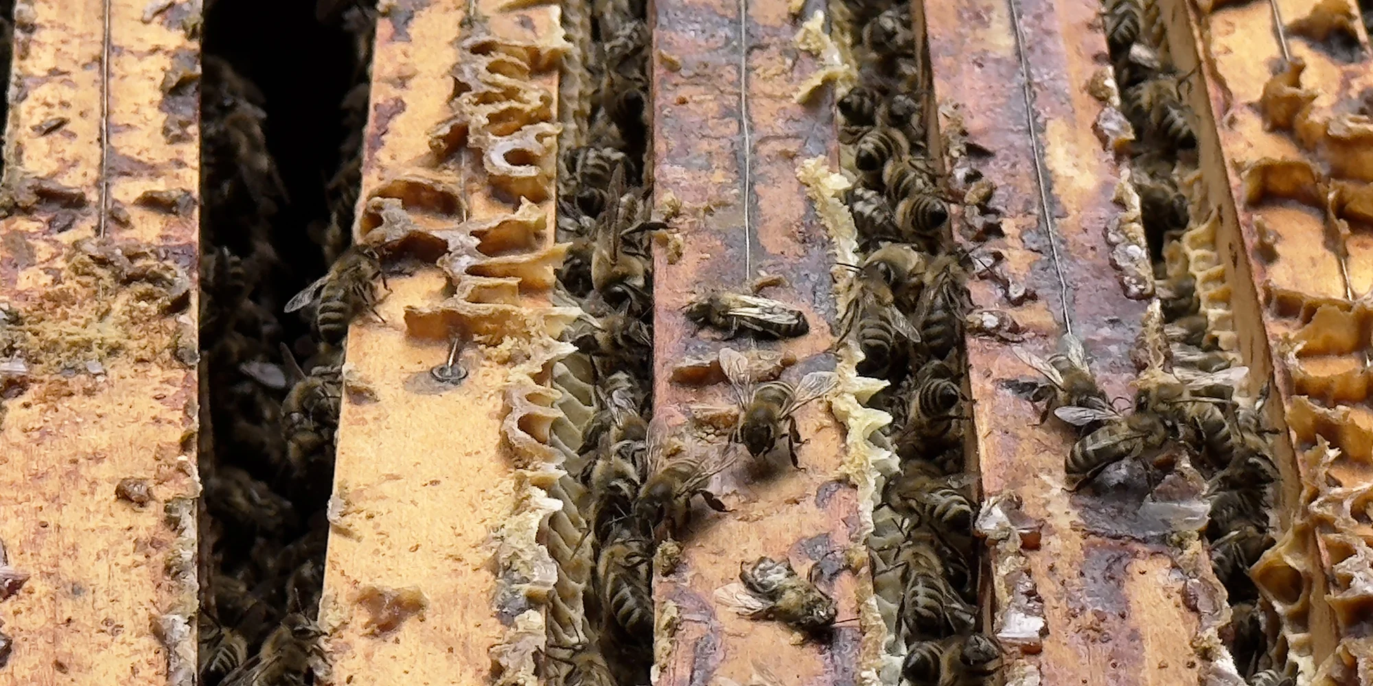 Včelařem na zkoušku: 60 minut i s ochutnávkou medu - Obrázek 4