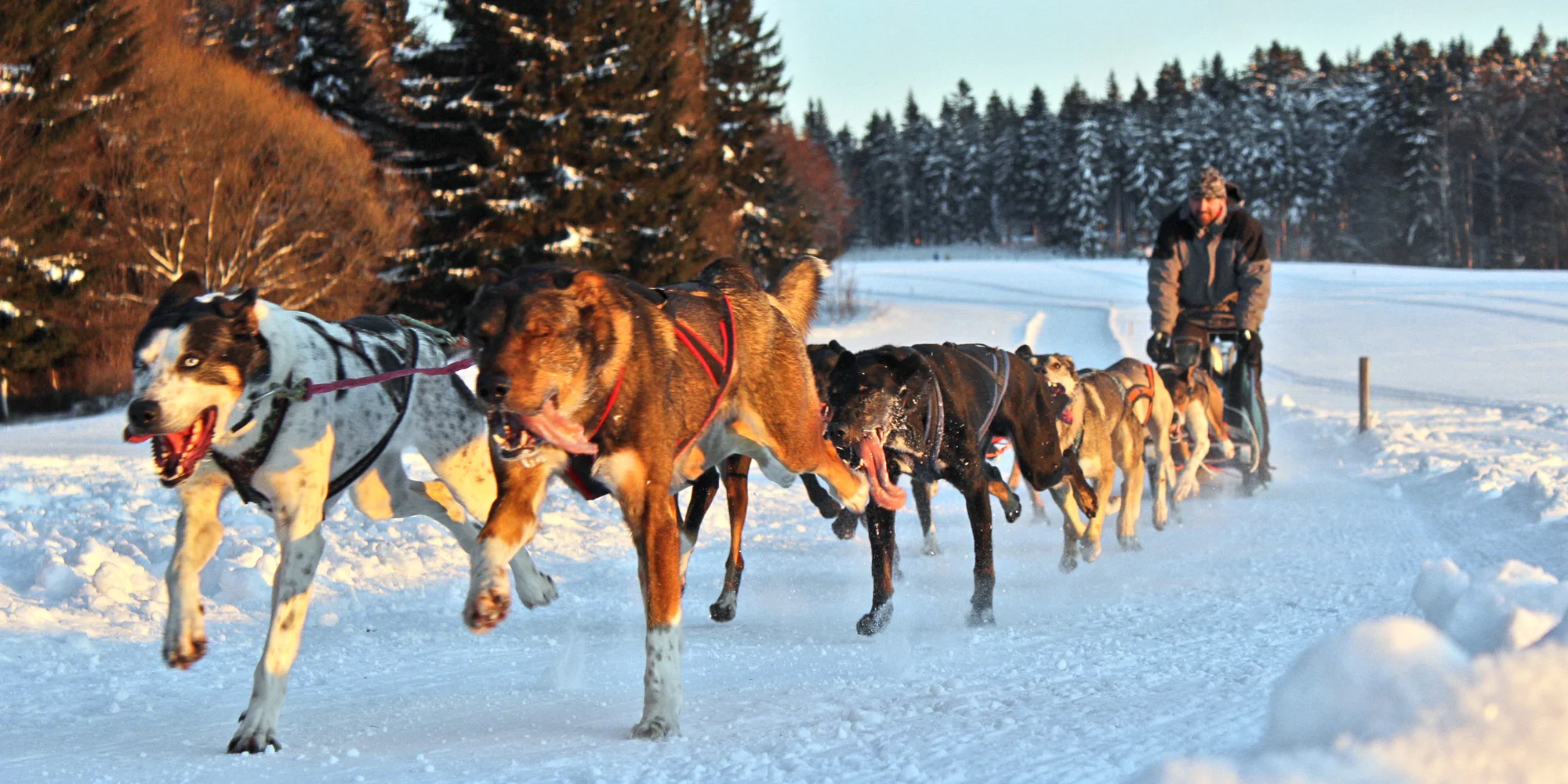Až 4hod. zážitek na Vysočině se psím spřežením - Obrázek 3