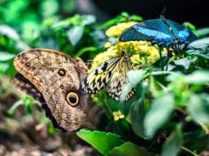 Vstupenky do Papilonie se stovkami exotických motýlů
