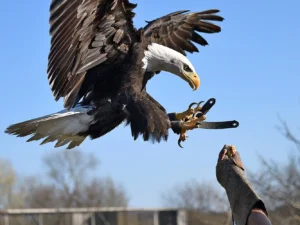 Návštěva ptačího azylu se základy sokolnictví