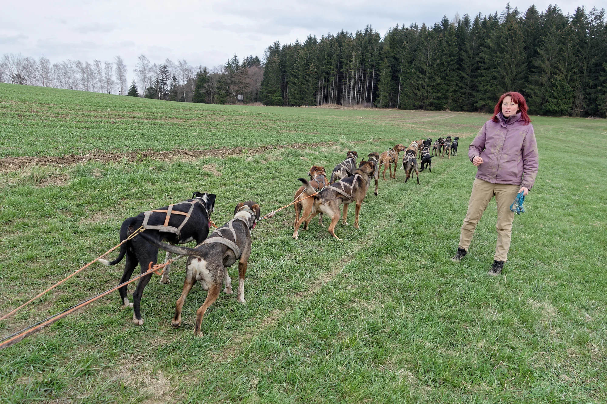 Až 4hod. zážitek na Vysočině se psím spřežením - Obrázek 6