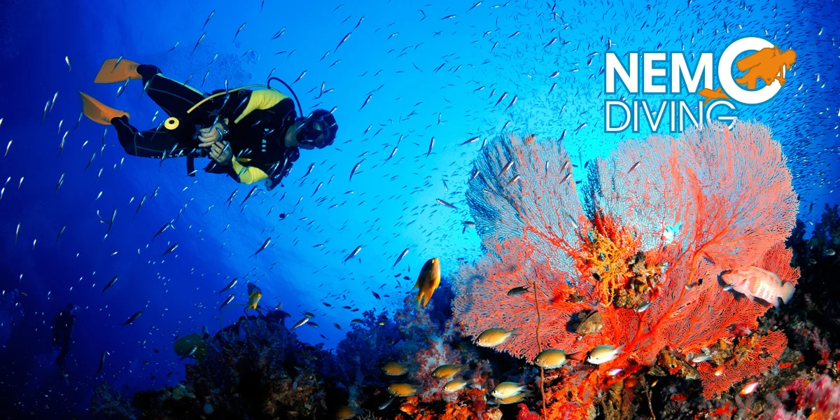 Kompletní kurz potápění vč. zapůjčení výstroje - Obrázek 8