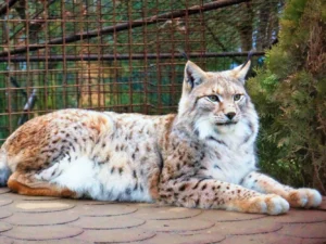 Krmení i procházka s polární liškou a prohlídka šelem