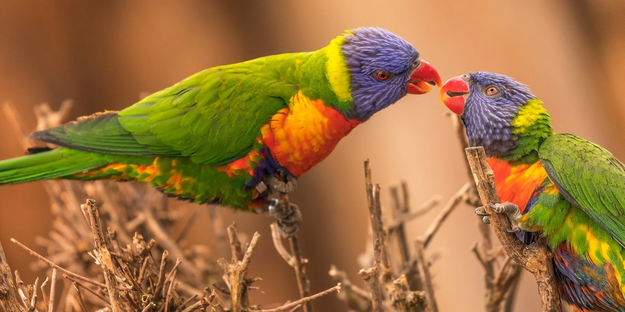 Fotografický prémium kurz v zoo: začátečníci i pokročilí
