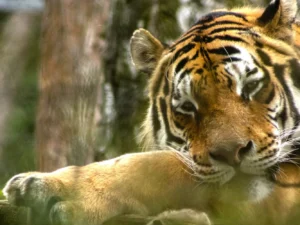 Vstupenky do zoo v Táboře pro děti i dospělé