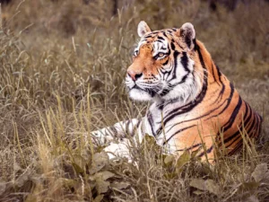 VIP vstup do ZOO Tábor až pro 4 milovníky zvířat