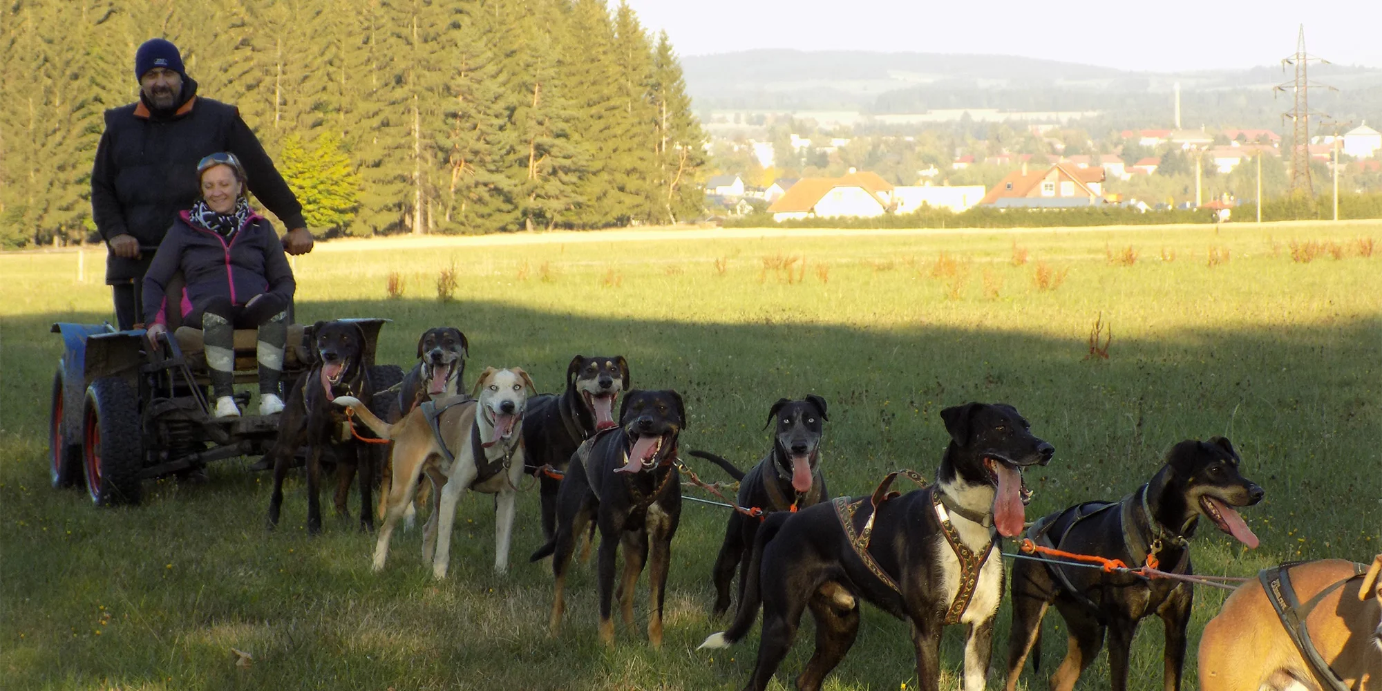 Až 4hod. zážitek na Vysočině se psím spřežením - Obrázek 8
