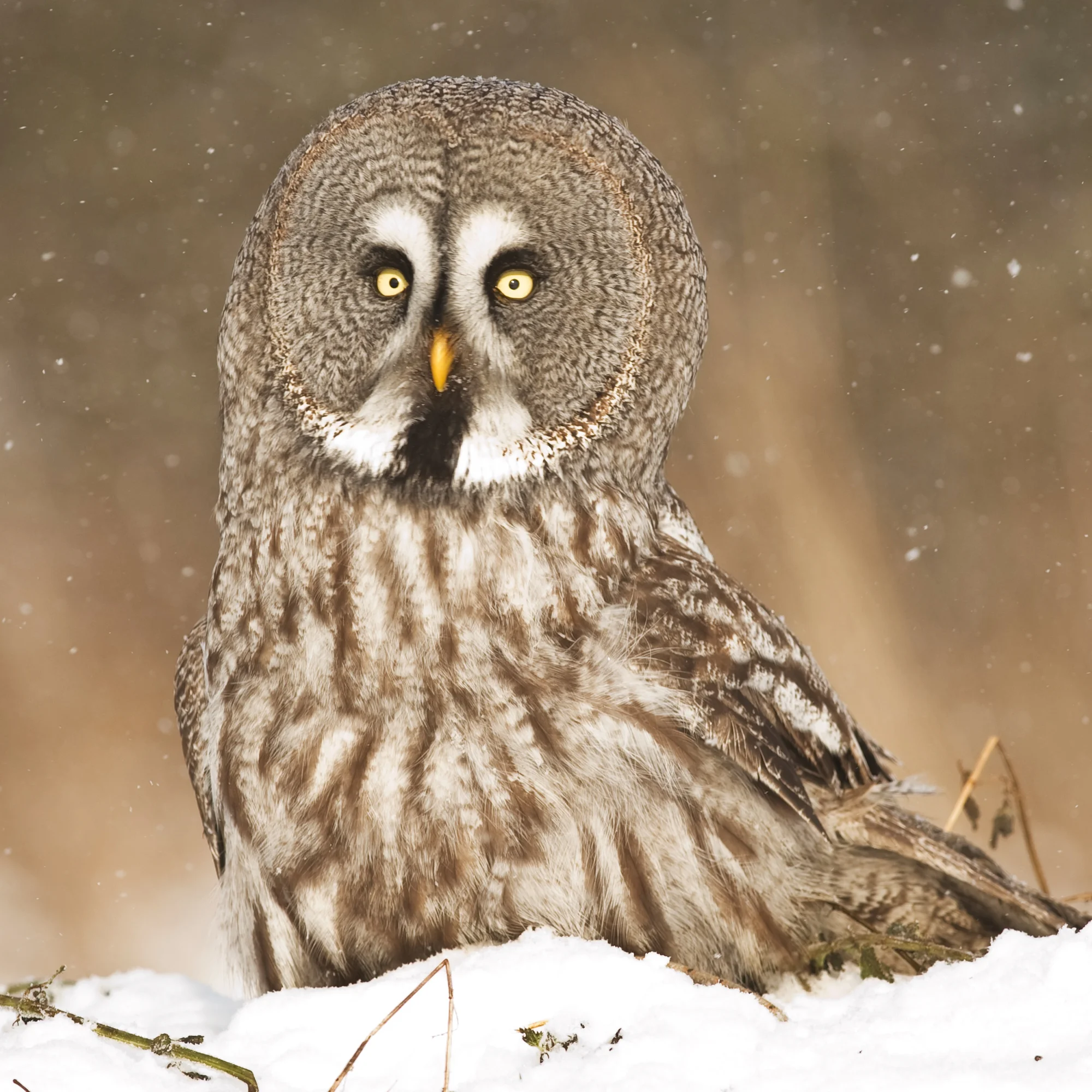 Prohlídka království sov vč. focení se sovami - Obrázek 11