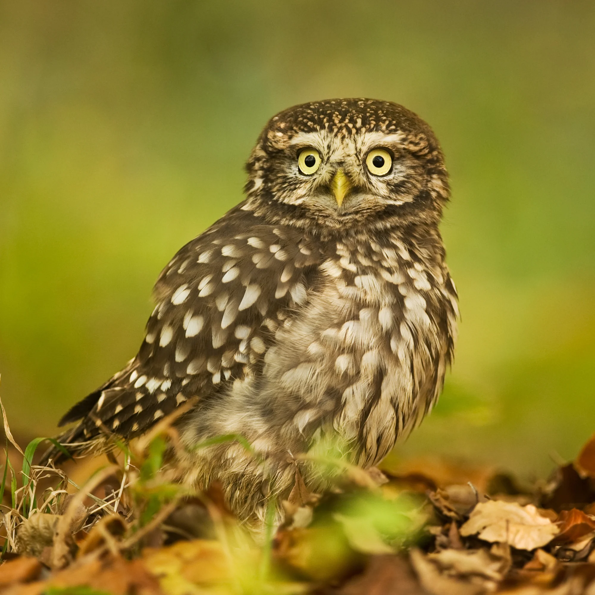 Prohlídka království sov vč. focení se sovami - Obrázek 10