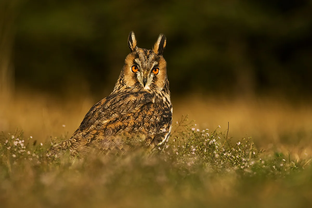 Prohlídka království sov vč. focení se sovami - Obrázek 5