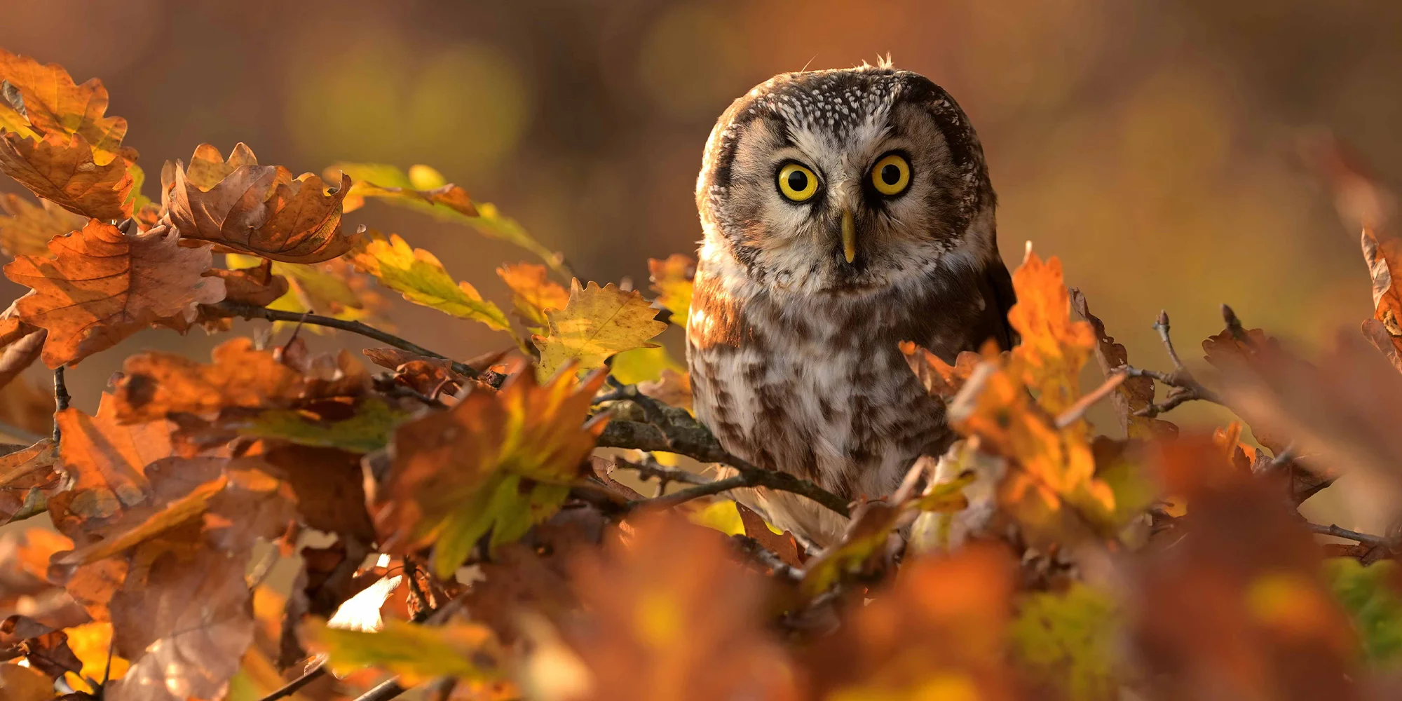 Prohlídka království sov vč. focení se sovami - Obrázek 4