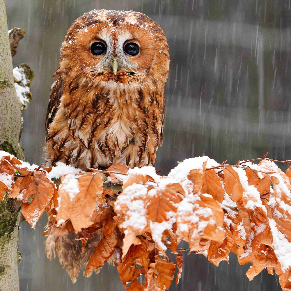 Prohlídka království sov vč. focení se sovami - Obrázek 2